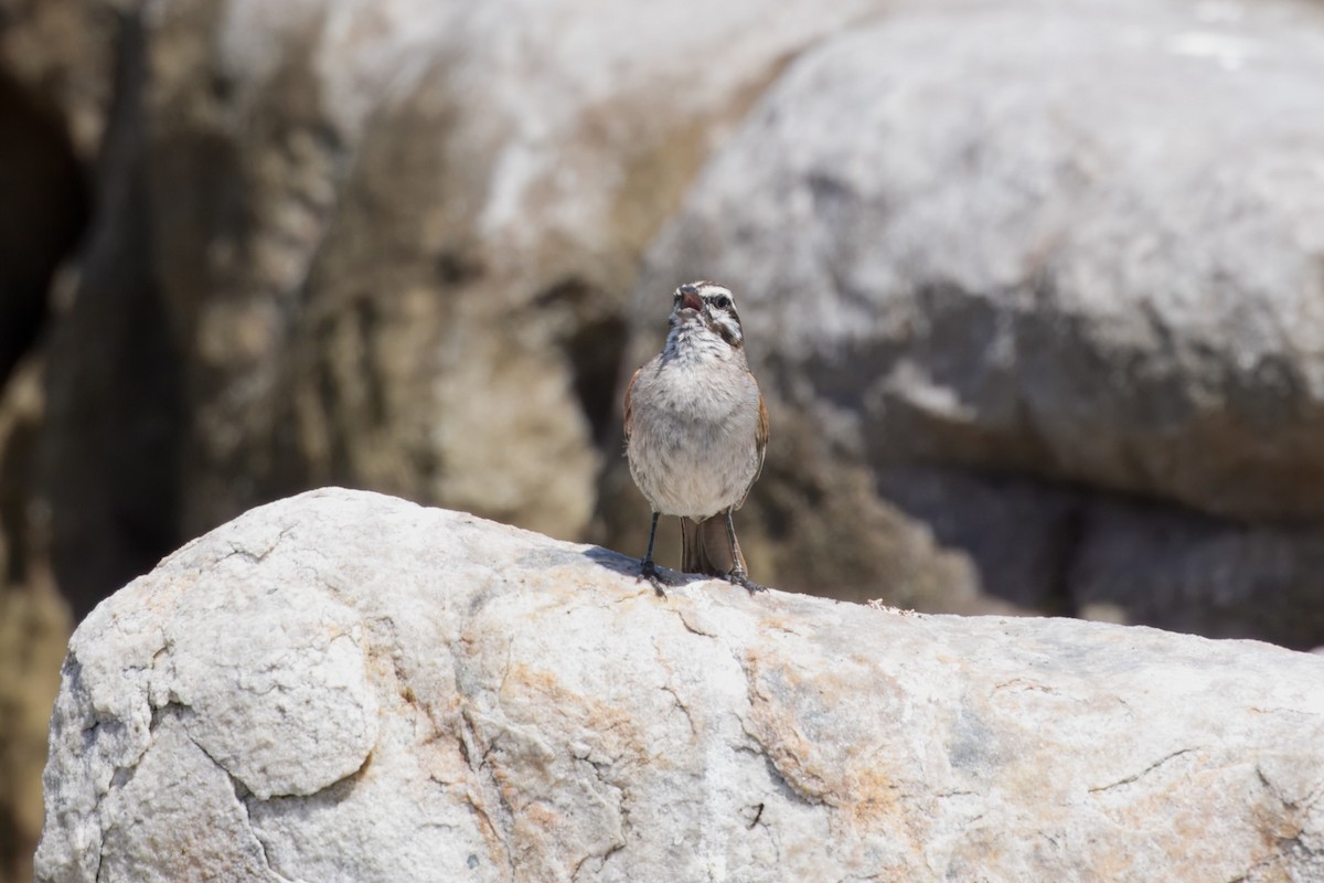 Cape Bunting - ML646229176