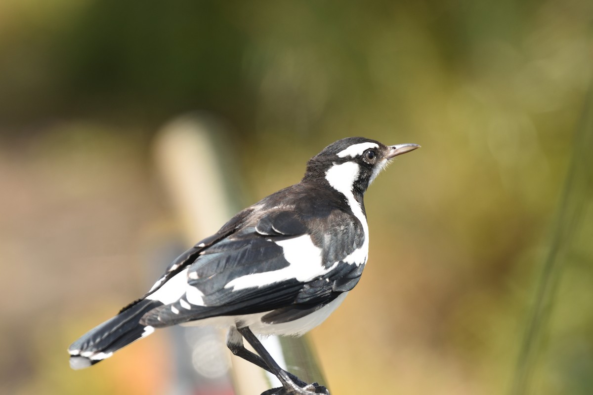 Magpie-lark - ML646229177