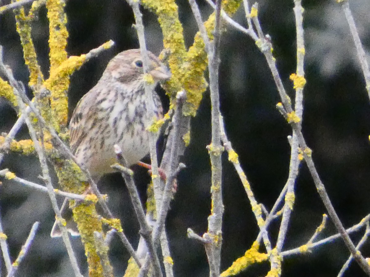 Meadow Pipit - ML646229178