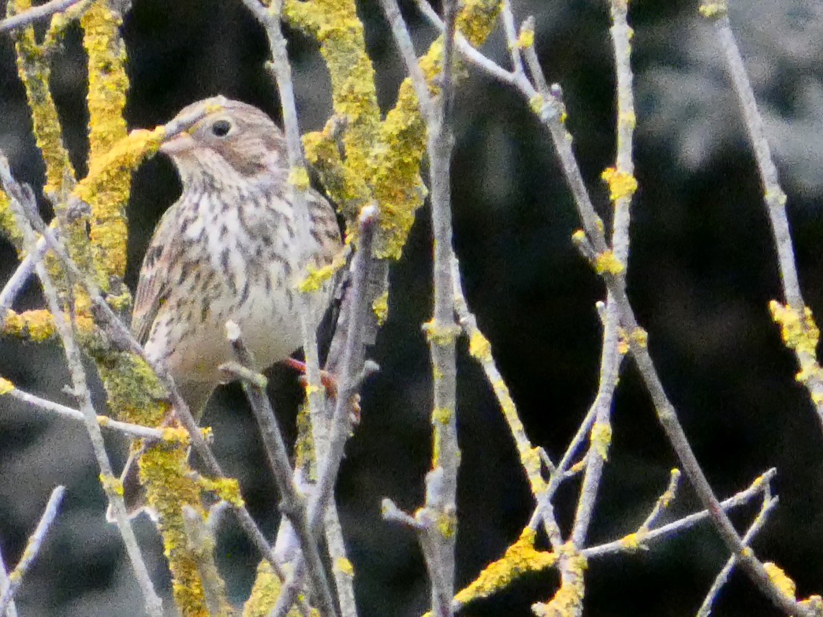 Meadow Pipit - ML646229179