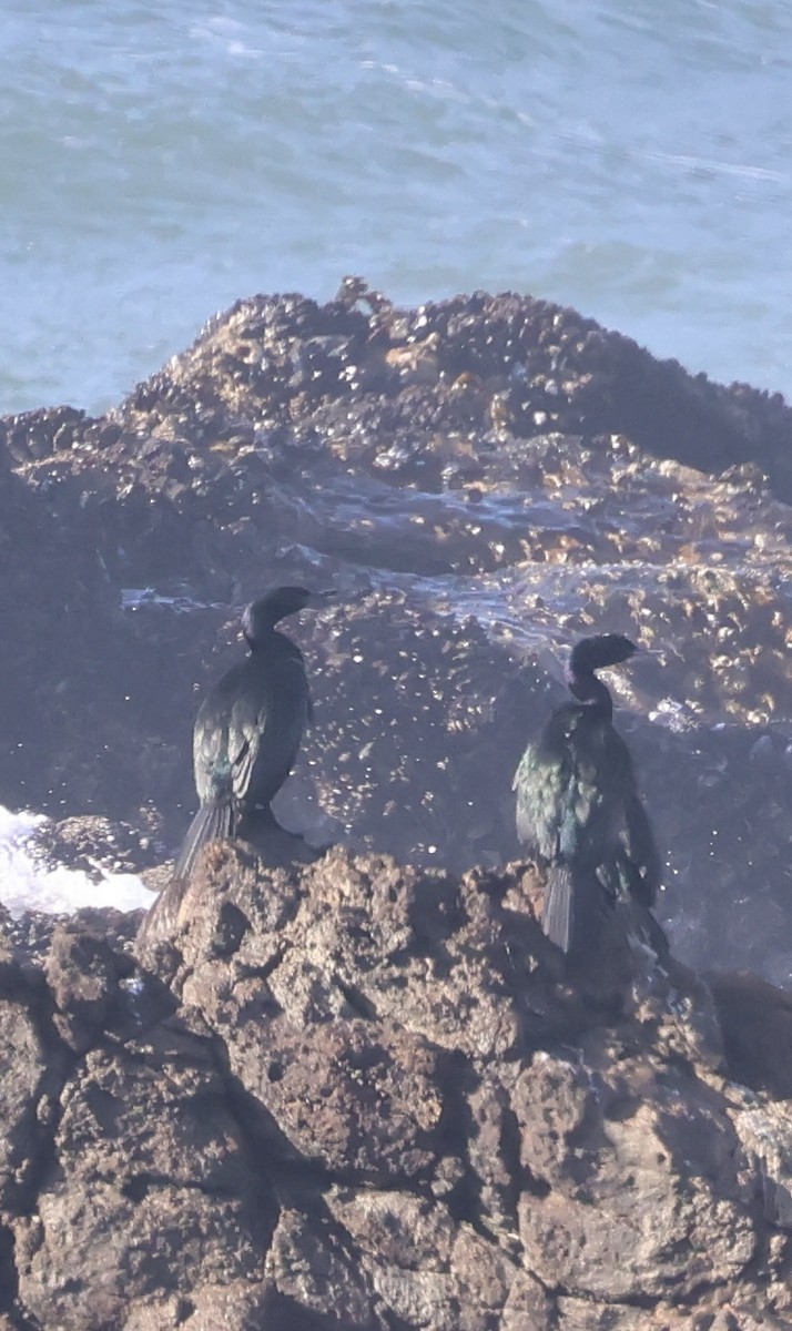 Баклан берингійський - ML646229180