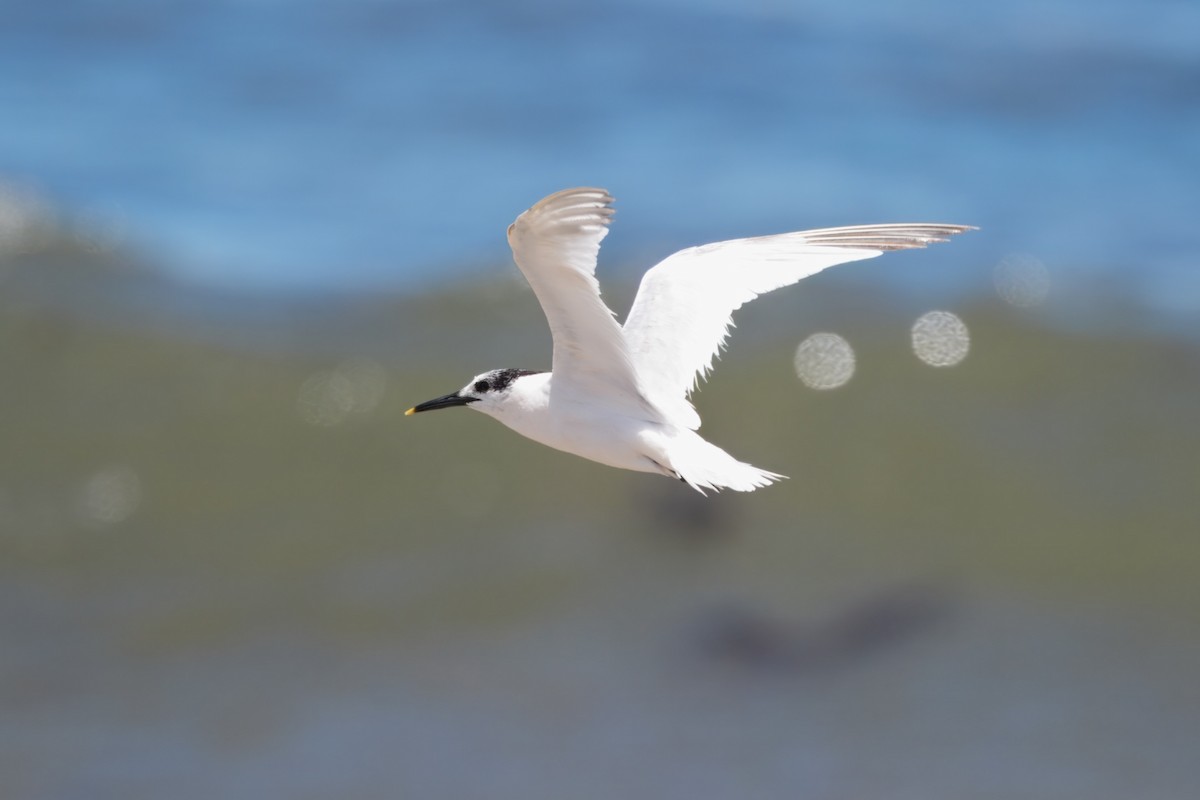 Крячок рябодзьобий - ML646229181