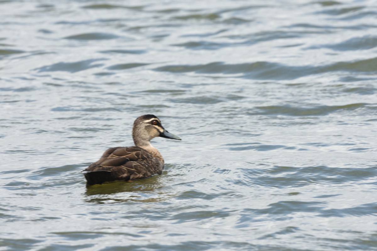 Крижень австралійський - ML646229182