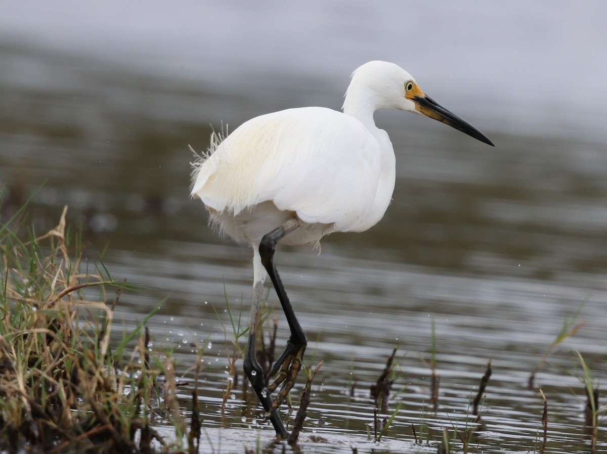 Чепура мала - ML646229188