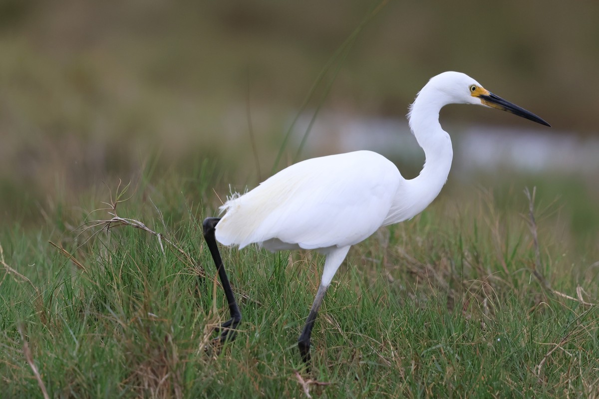 Чепура мала - ML646229189