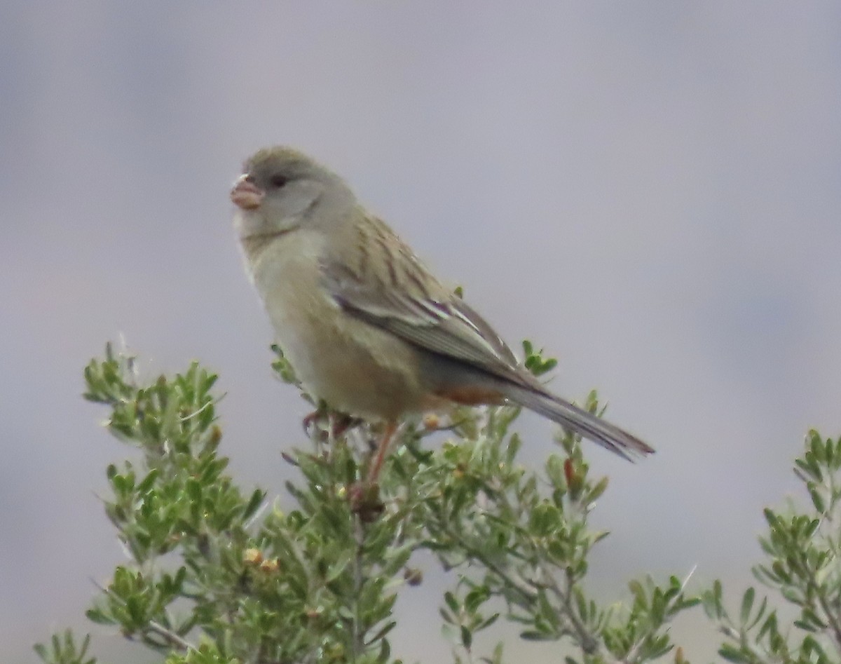 Plain-colored Seedeater - ML646229190