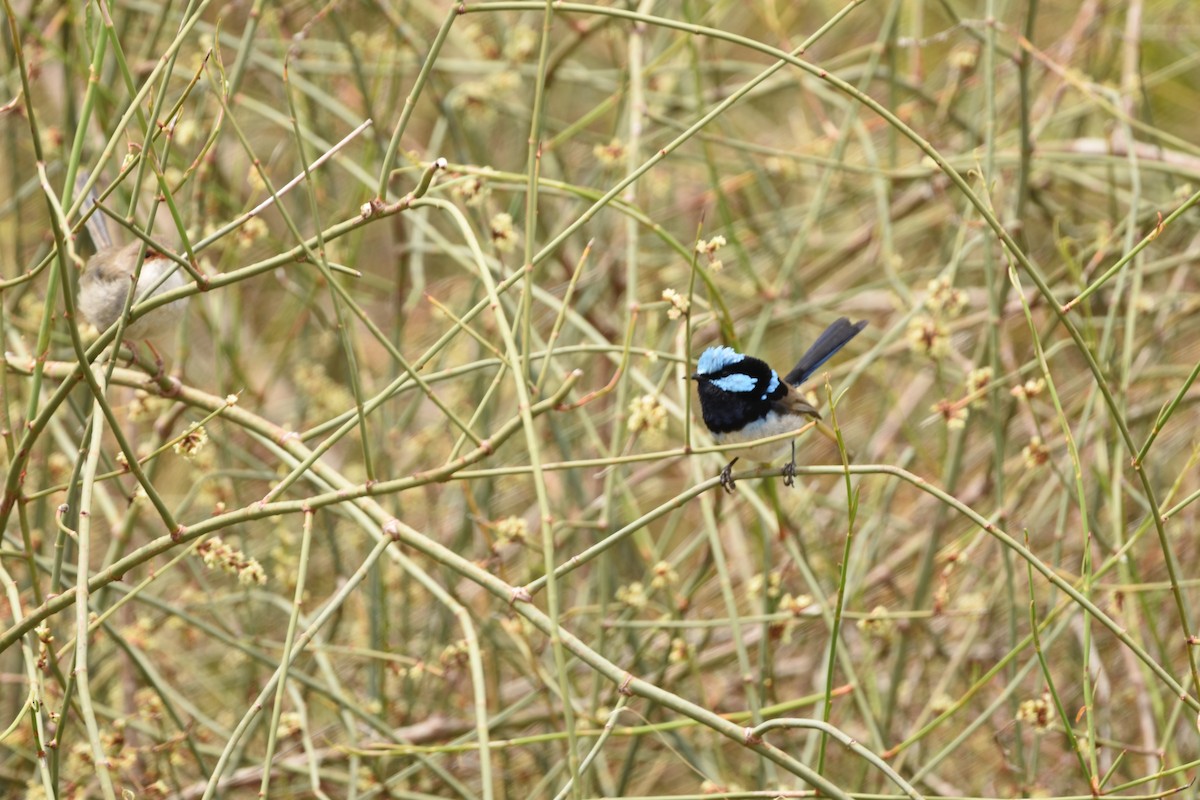 Superb Fairywren - ML646229199