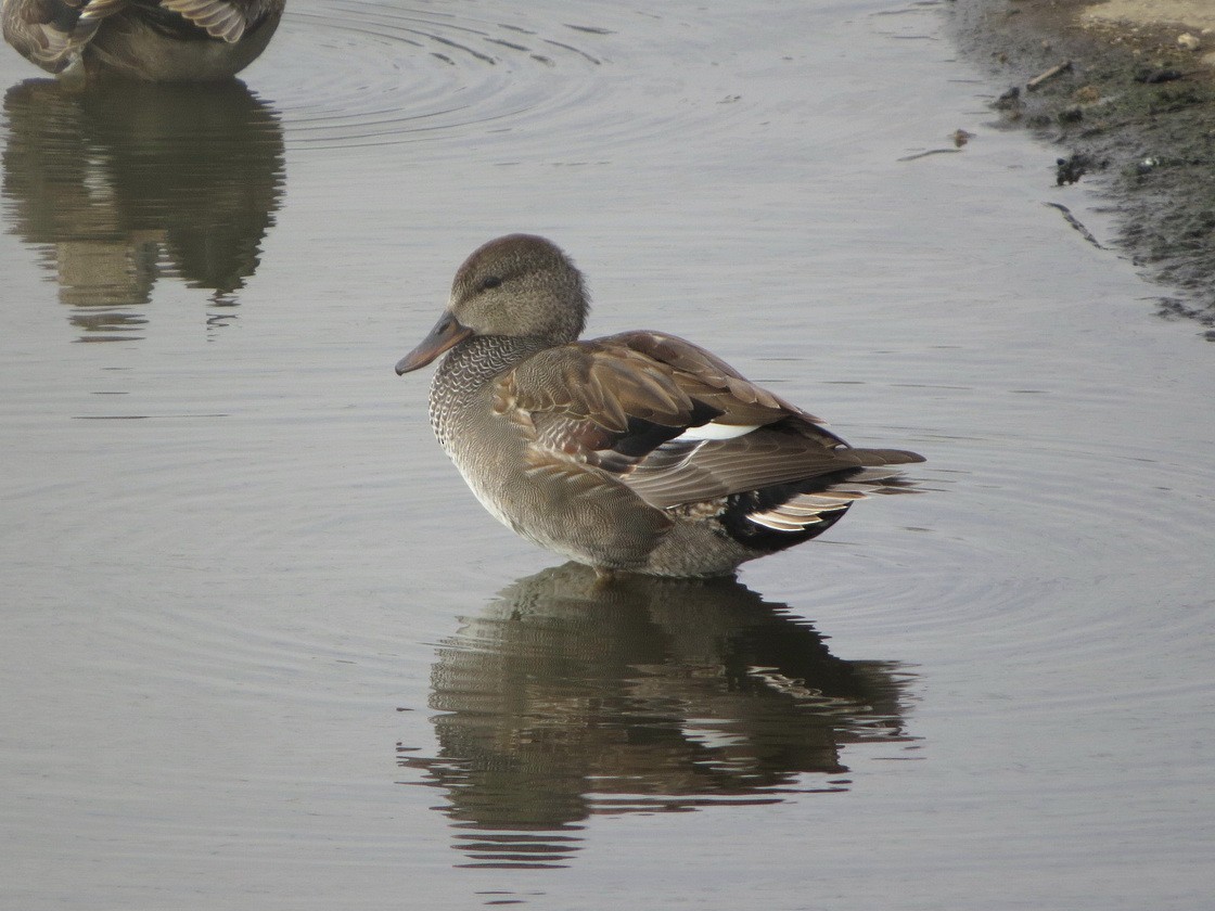 Gadwall - ML646229203