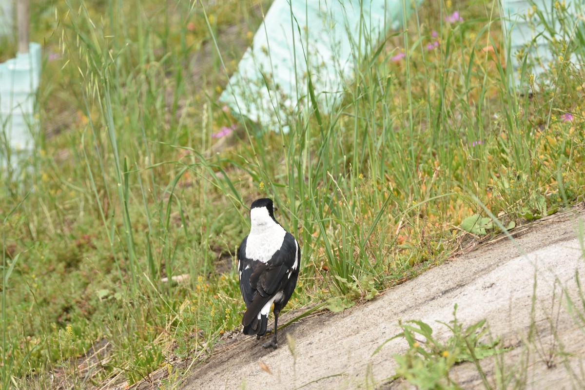 Australian Magpie (White-backed) - ML646229204