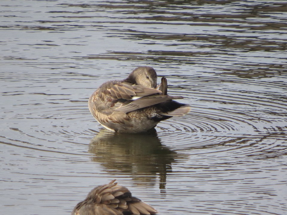 Gadwall - ML646229206