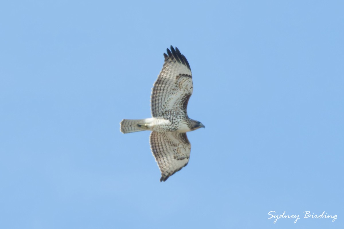 Red-shouldered Hawk - ML646229211