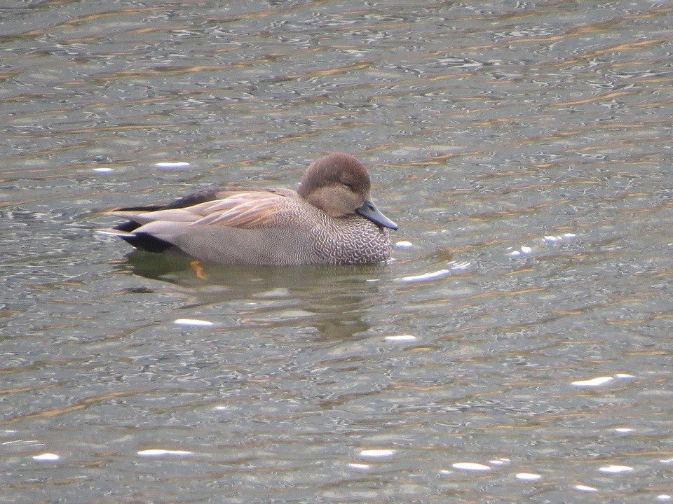 Gadwall - ML646229219