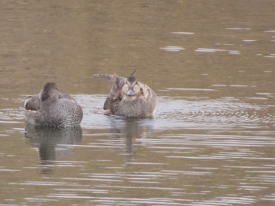 Gadwall - ML646229221