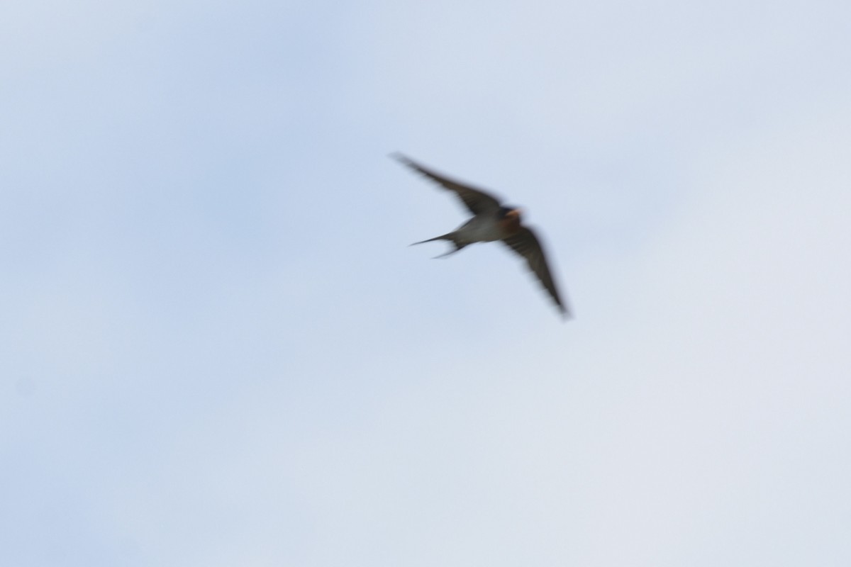 Welcome Swallow - ML646229222