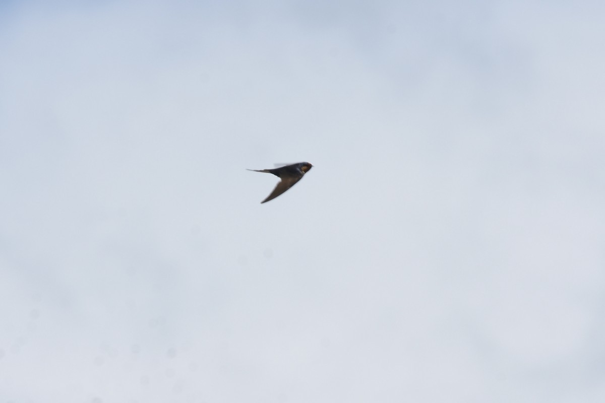 Welcome Swallow - ML646229223