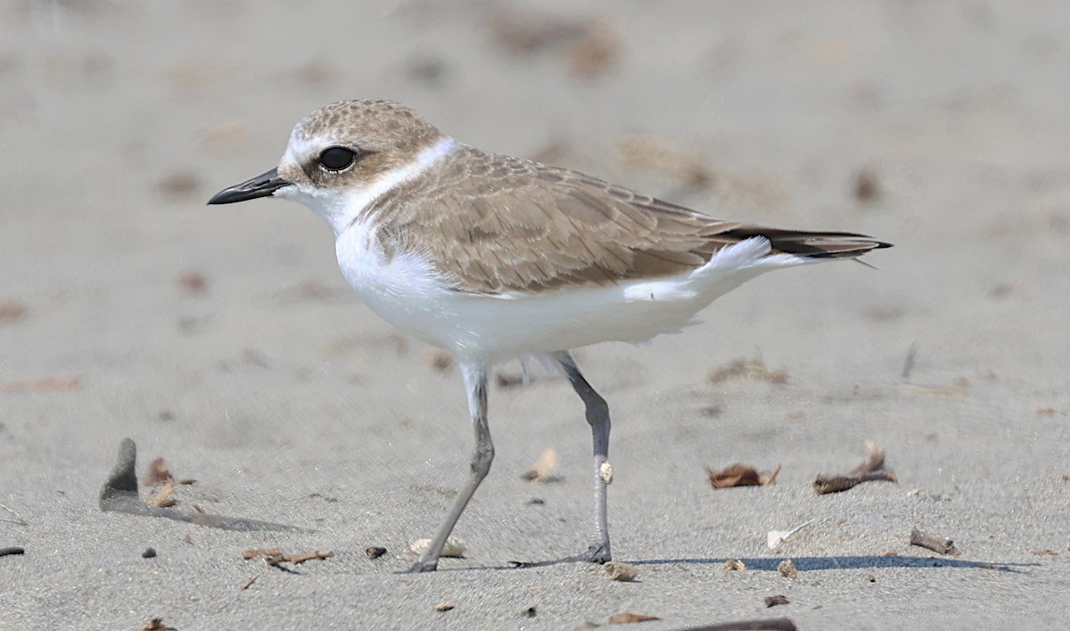 Tibet Cılıbıtı - ML646229225