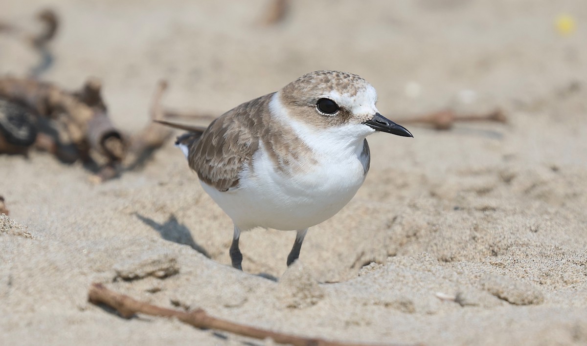 Tibet Cılıbıtı - ML646229226