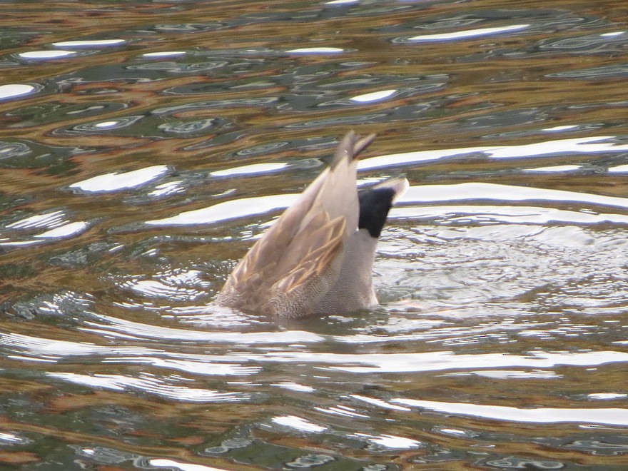 Gadwall - ML646229227