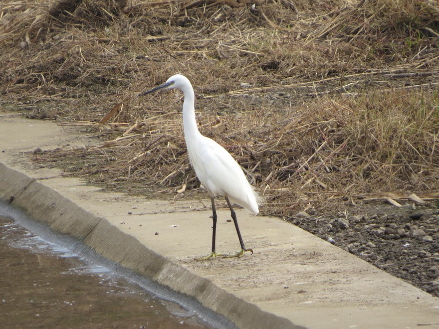 Little Egret - ML646229228