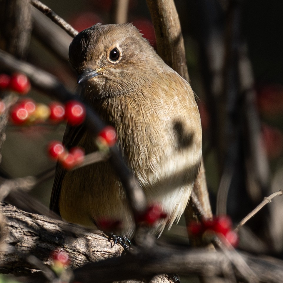 Daurian Redstart - ML646229231