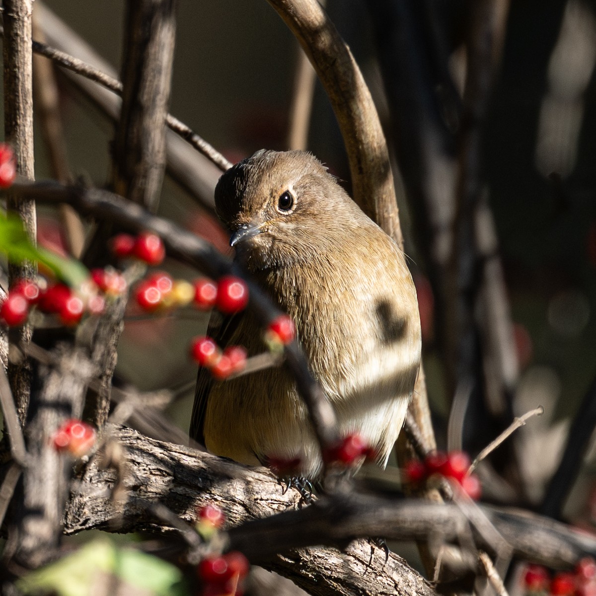 Daurian Redstart - ML646229232