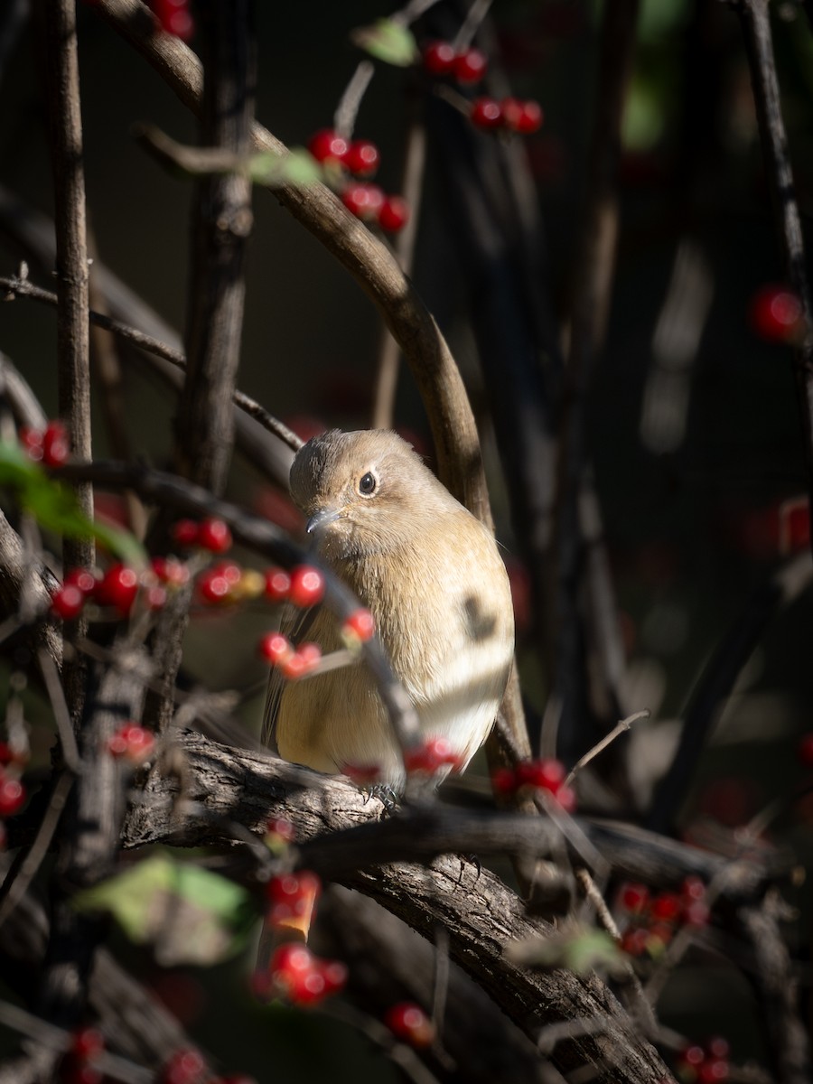 Daurian Redstart - ML646229233