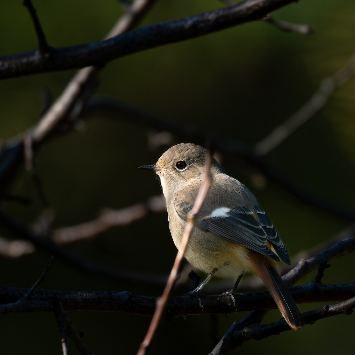 Daurian Redstart - ML646229234