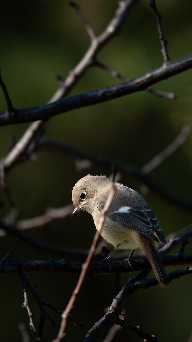 Daurian Redstart - ML646229235
