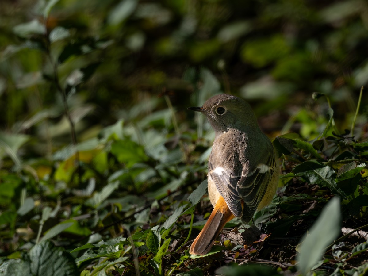 Daurian Redstart - ML646229236