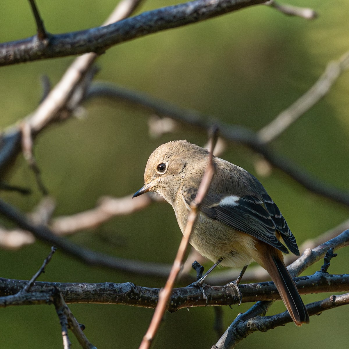 Daurian Redstart - ML646229237