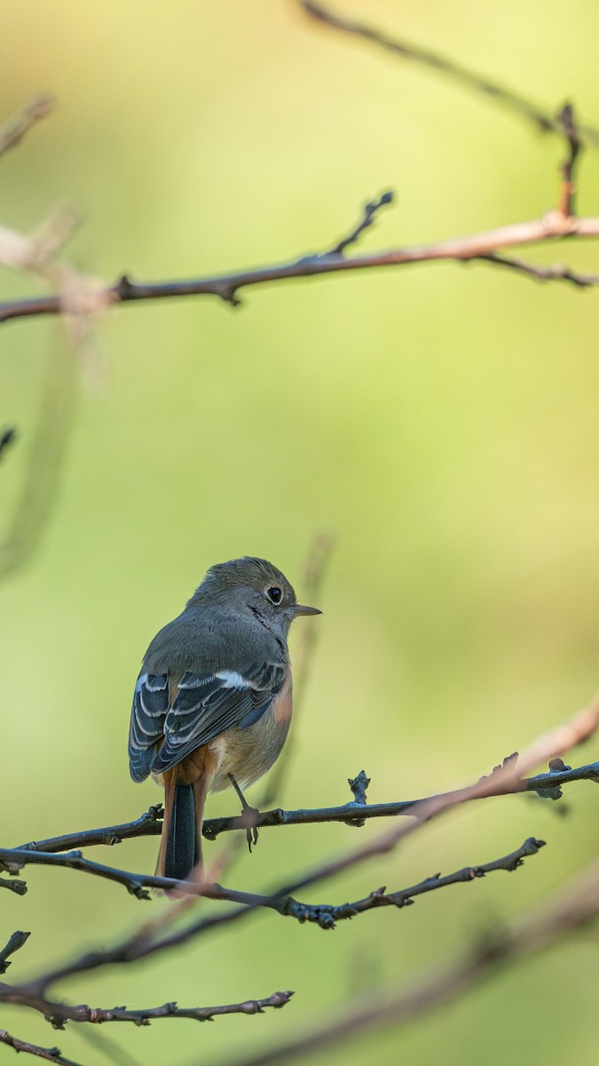 Daurian Redstart - ML646229238