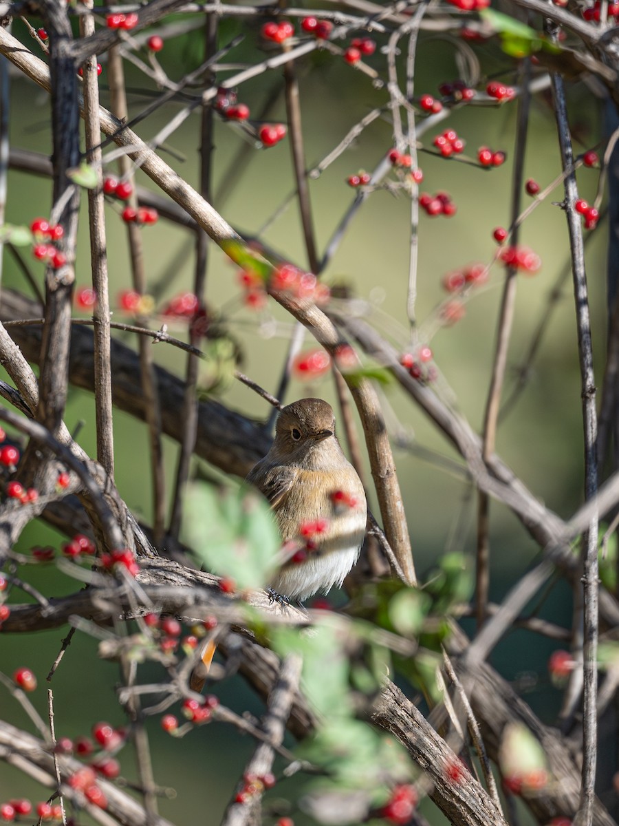 Daurian Redstart - ML646229239