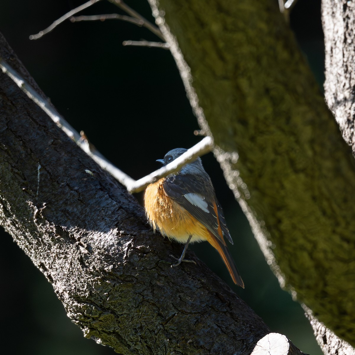 Daurian Redstart - ML646229240