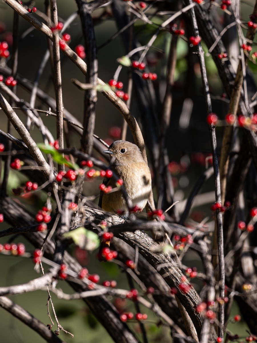 Daurian Redstart - ML646229241