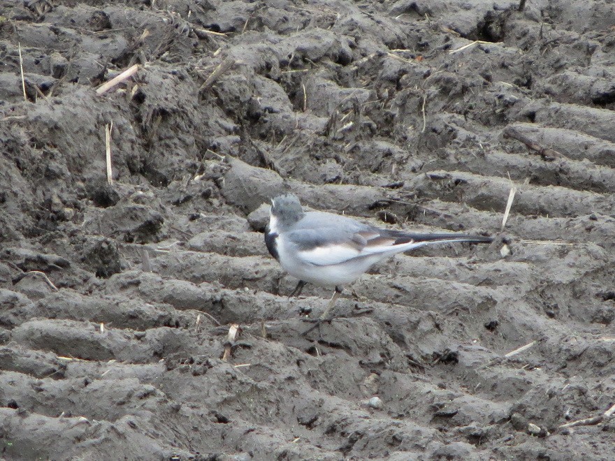 White Wagtail - ML646229242