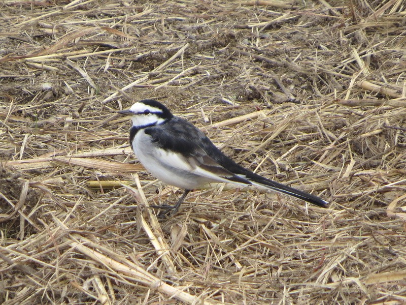 White Wagtail - ML646229243