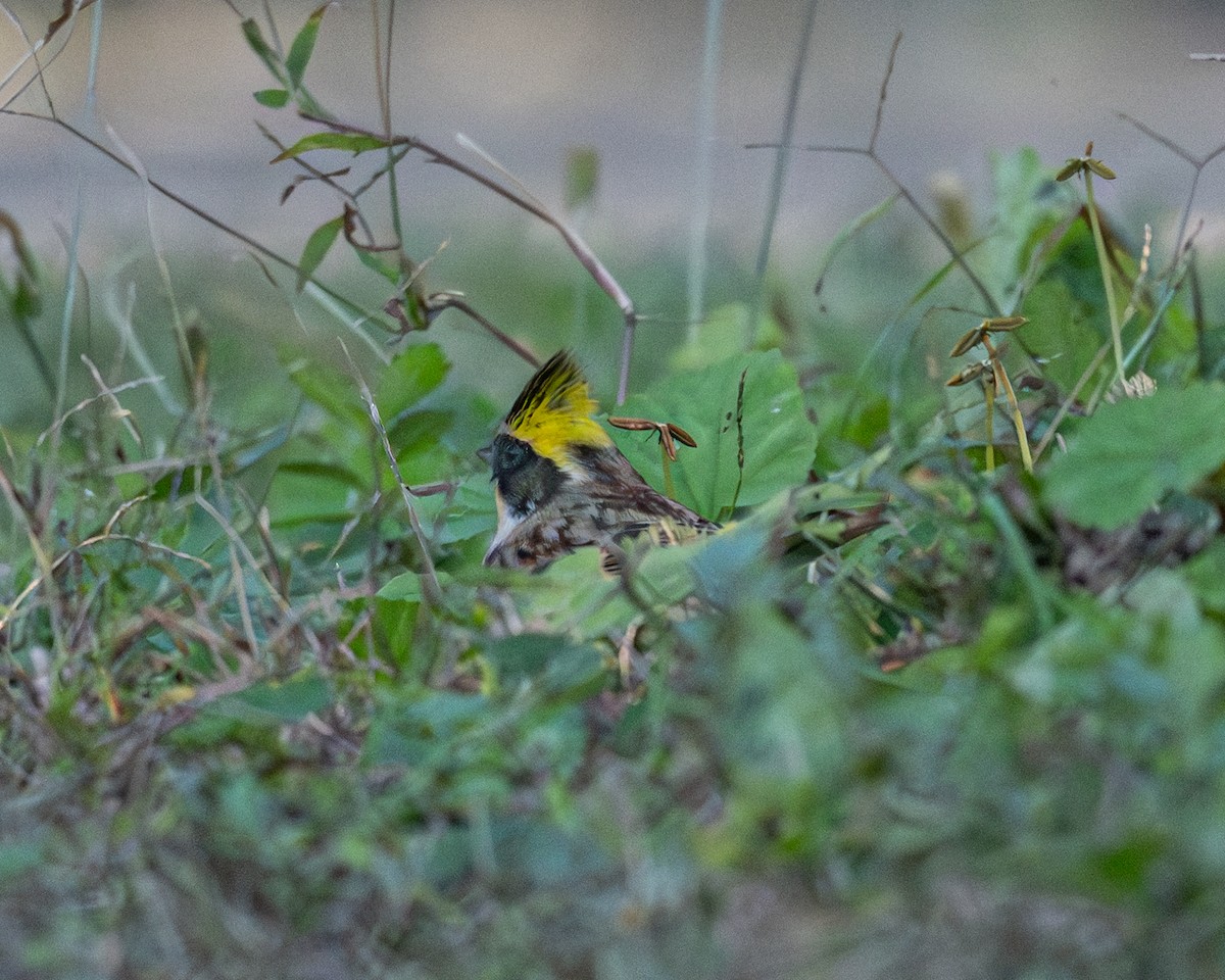 Yellow-throated Bunting - ML646229244