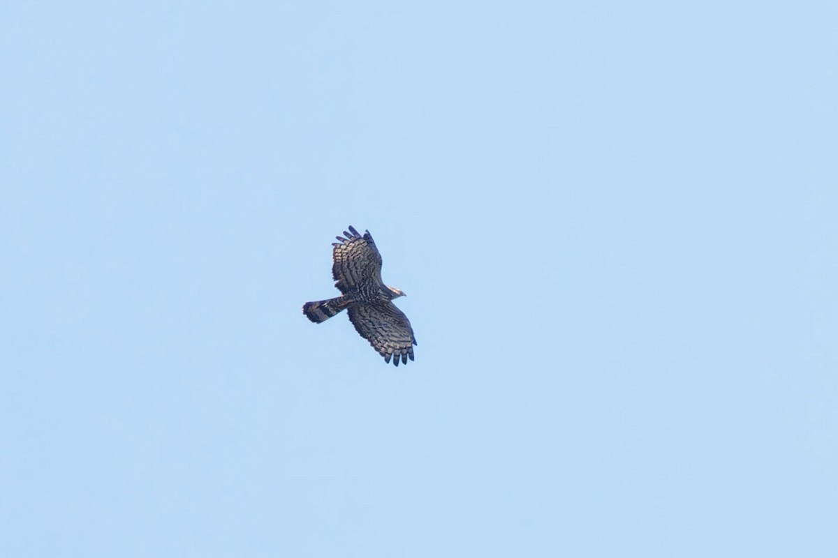 Oriental Honey-buzzard - ML646229245
