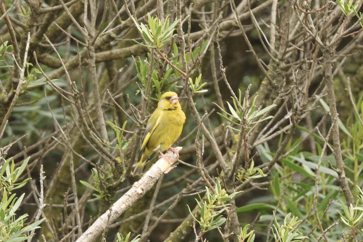 European Greenfinch - ML646229248