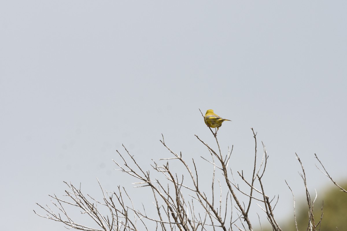 European Greenfinch - ML646229249
