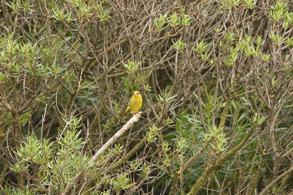 European Greenfinch - ML646229250