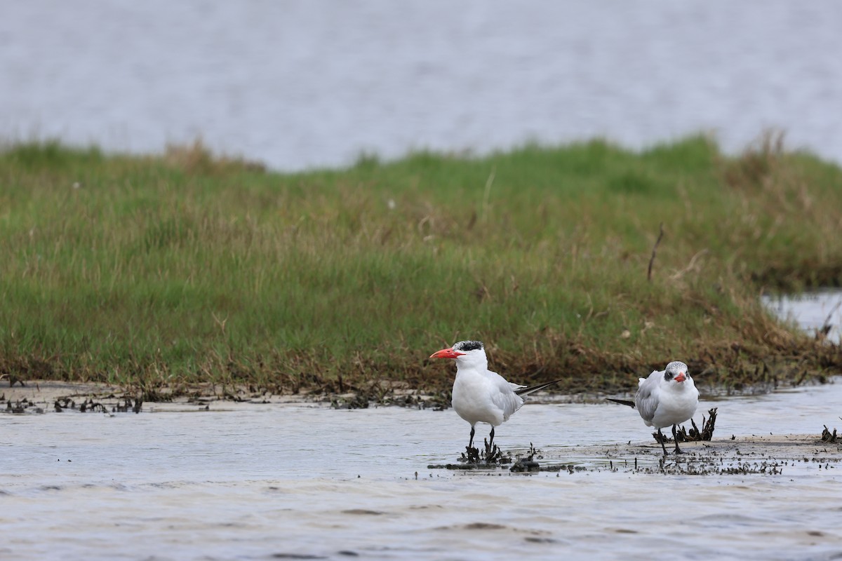Caspian Tern - ML646229251
