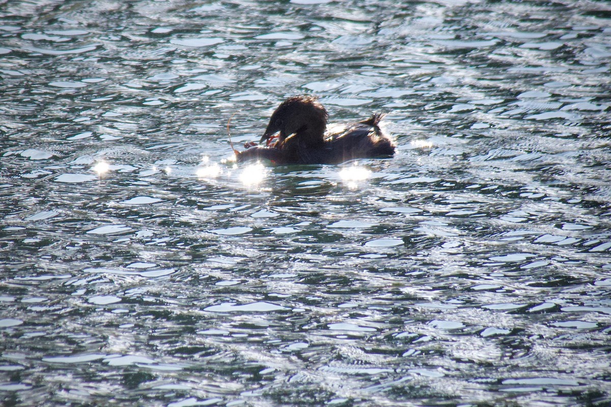 Pied-billed Grebe - ML646229257