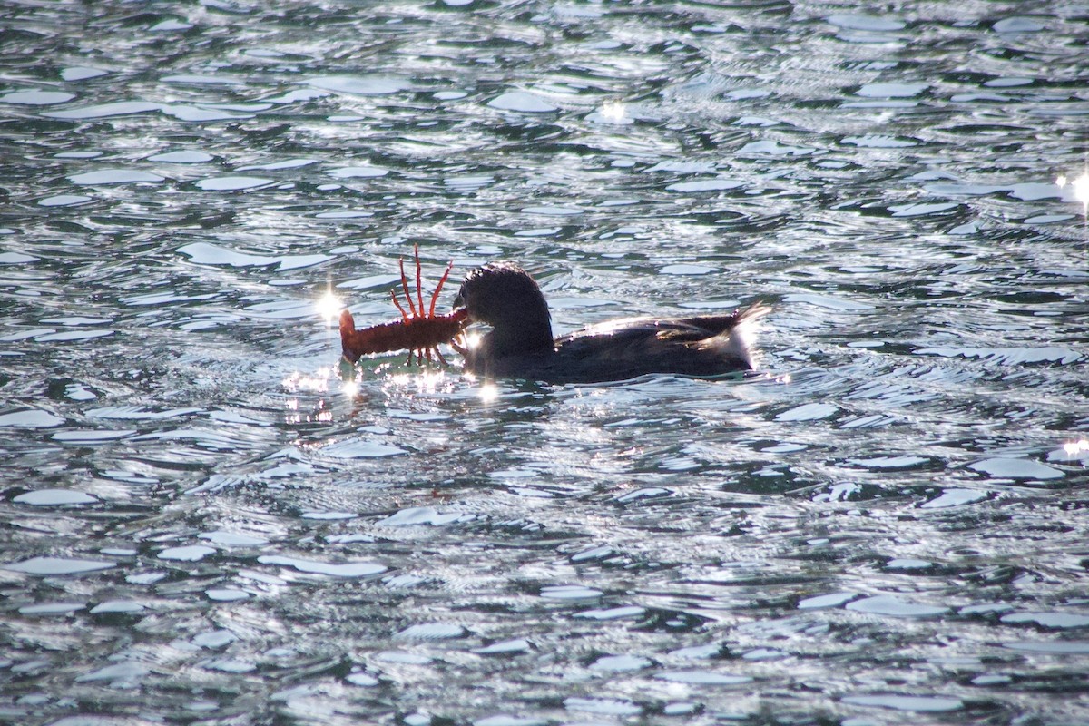 Pied-billed Grebe - ML646229258