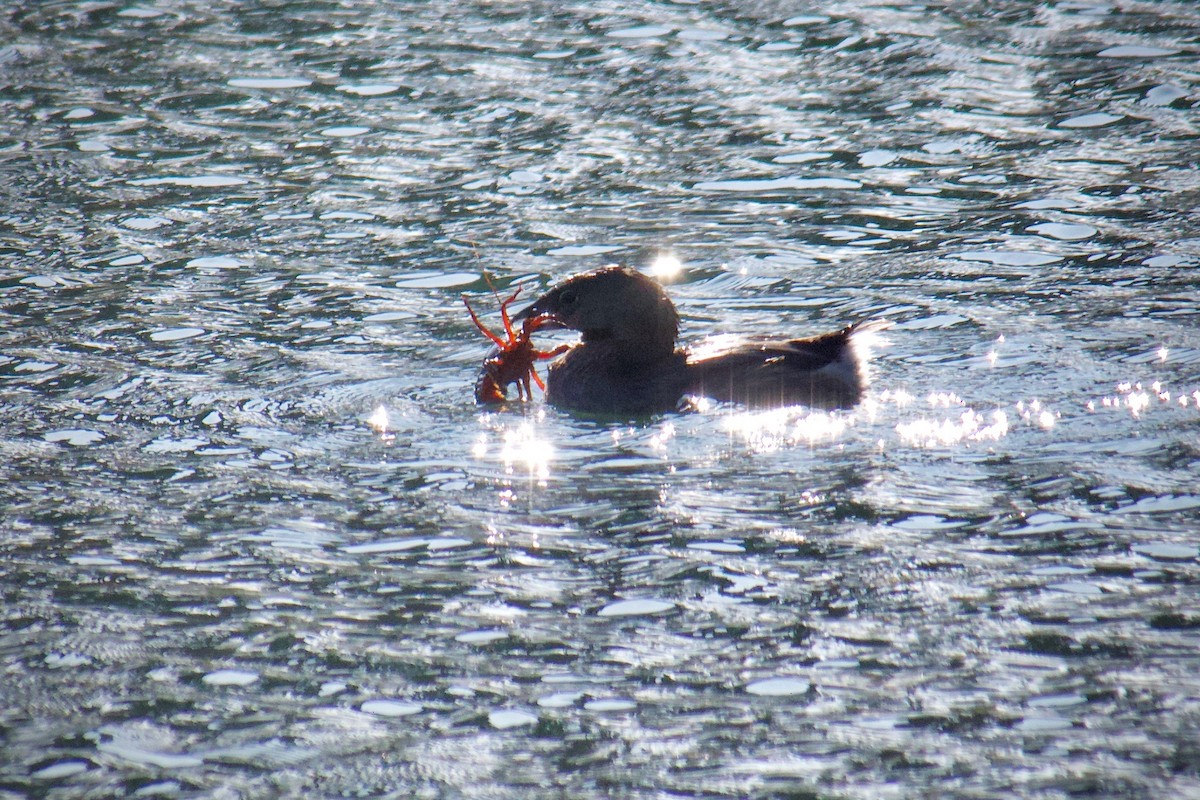 Pied-billed Grebe - ML646229262
