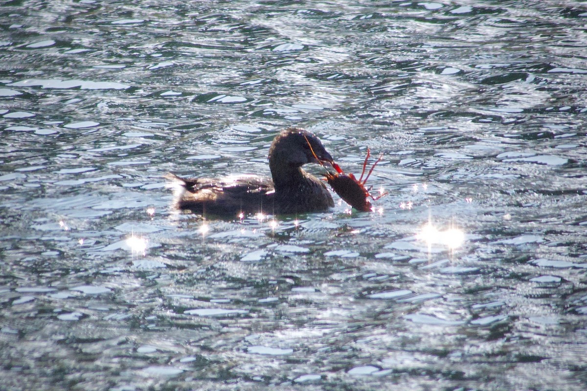 Pied-billed Grebe - ML646229263