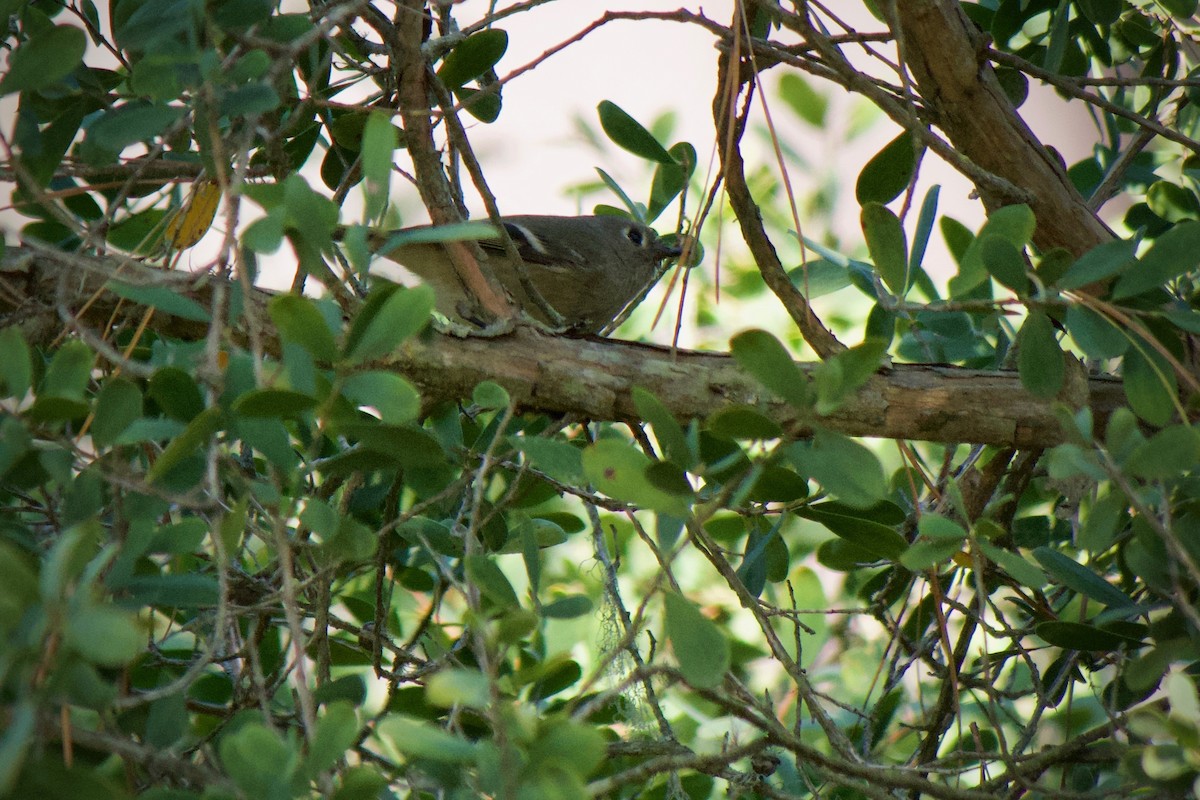 Ruby-crowned Kinglet - ML646229265