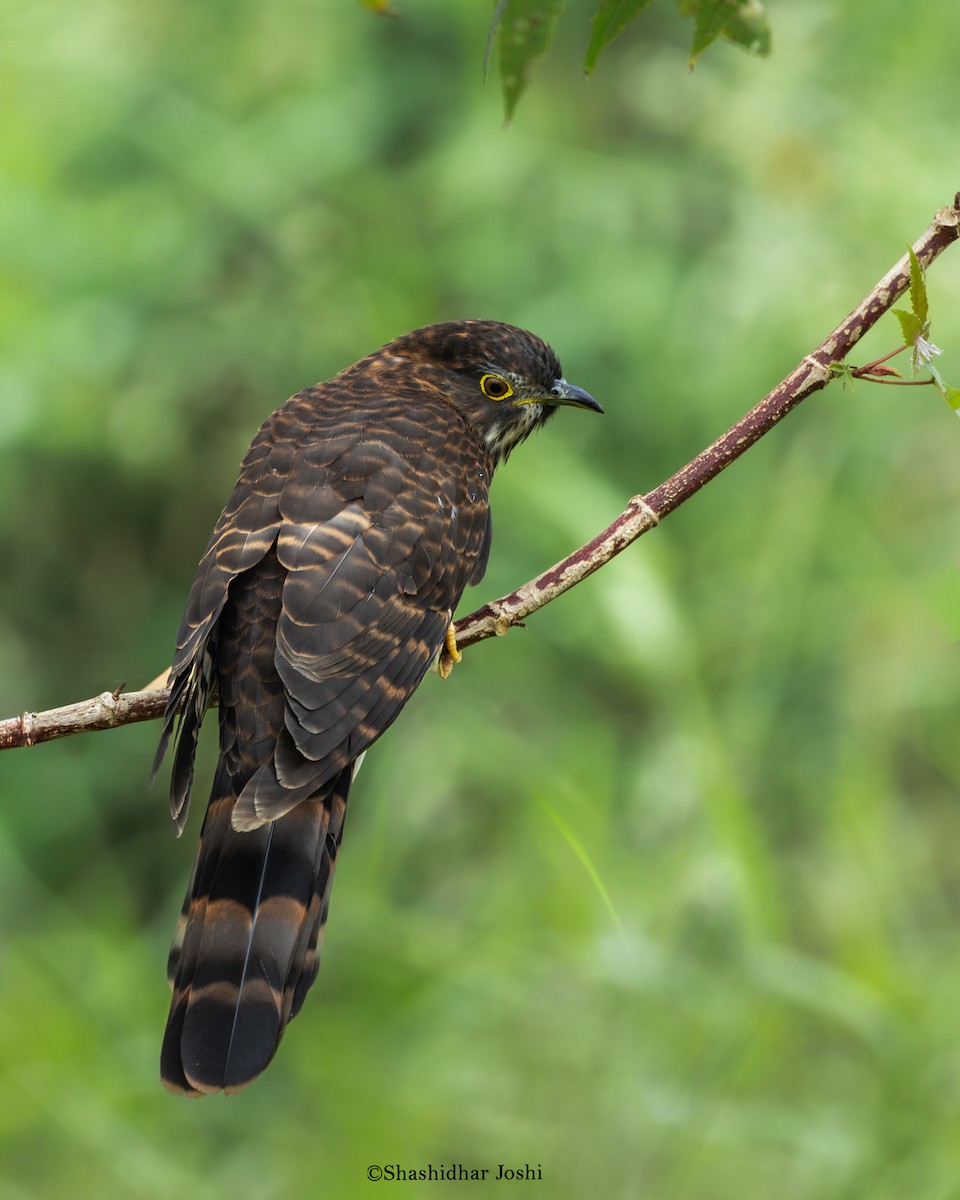 Large Hawk-Cuckoo - ML646229266