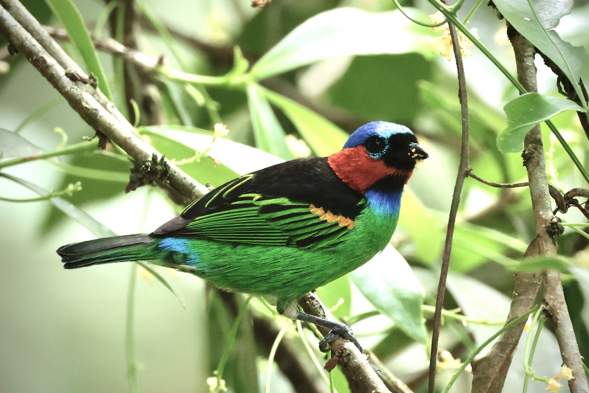 Red-necked Tanager - ML646229267