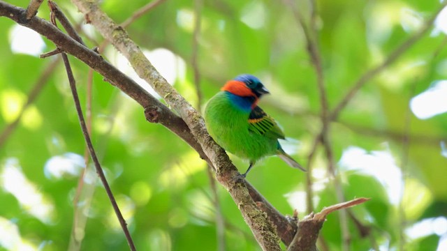 Kızıl Enseli Tangara - ML646229268